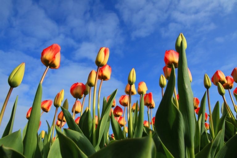 Aus unserem Spezialgebiet Niederlande: Steuerplanung ...